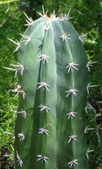 Cereus repandus