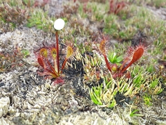 Drosera stenopetala