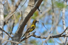 Icterus melanopsis