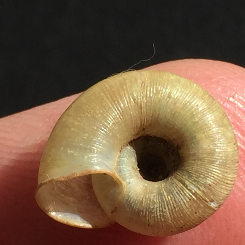 Oleacinoidei