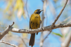 Icterus melanopsis