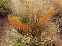 Aciphylla colensoi