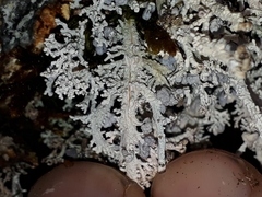 Stereocaulon colensoi