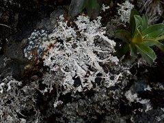 Stereocaulon colensoi