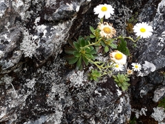 Stereocaulon colensoi