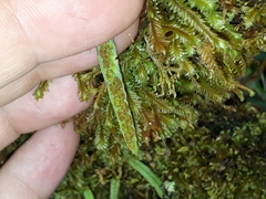 Notogrammitis angustifolia nothofageti