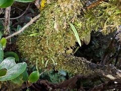 Notogrammitis angustifolia nothofageti