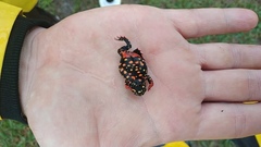 Spotted Red-Belly Toad photo 2