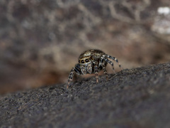 Pseudeuophrys obsoleta
