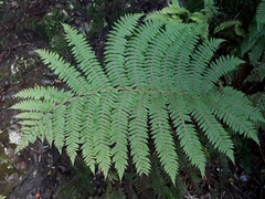 Cyathea colensoi
