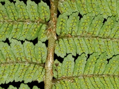 Cyathea colensoi