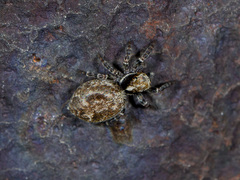 Pseudeuophrys obsoleta