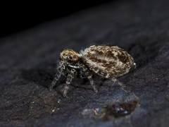 Pseudeuophrys obsoleta