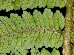 Cyathea colensoi