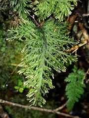 Trichomanes strictum