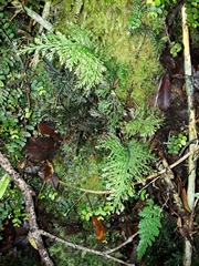 Trichomanes strictum