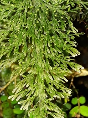 Trichomanes strictum