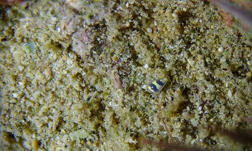 Crithe huna observed 2023-07-02