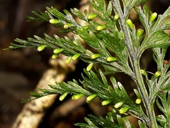 Trichomanes strictum