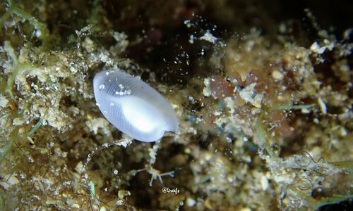 Liloa mongii observed 2023-07-02