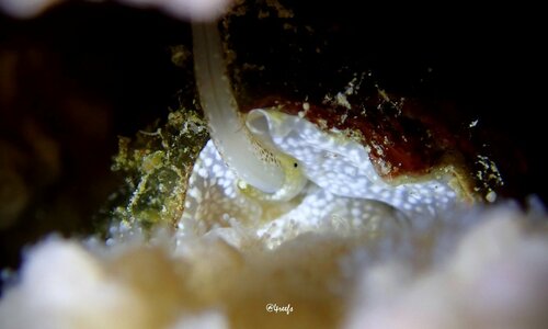 Monodonta, 2023-07-02