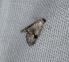 Abablemma duomaculata