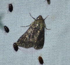 Condica albigera