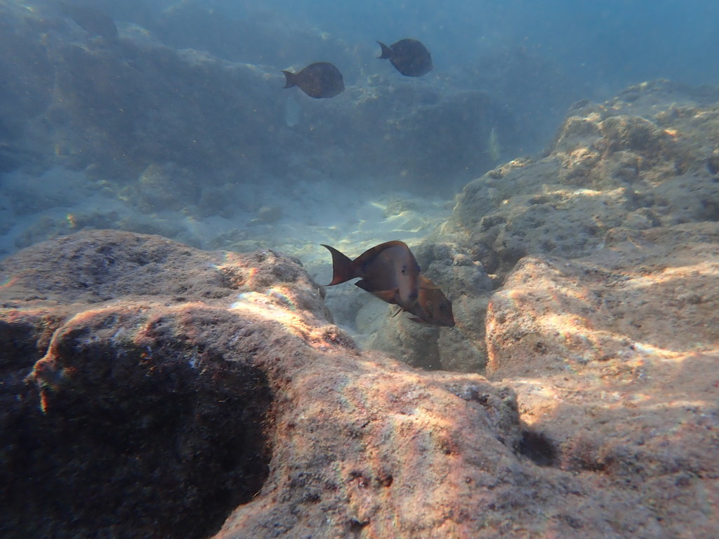 Brown surgeonfish