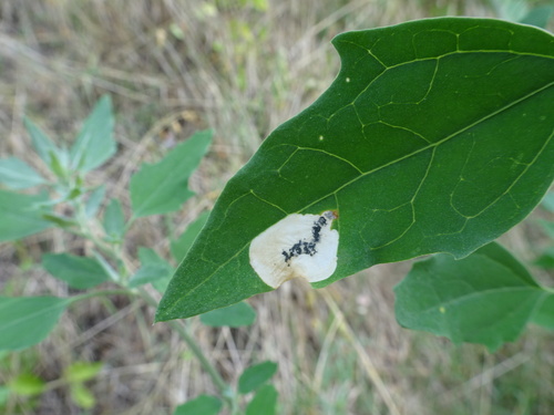 Chrysoesthia sexguttella