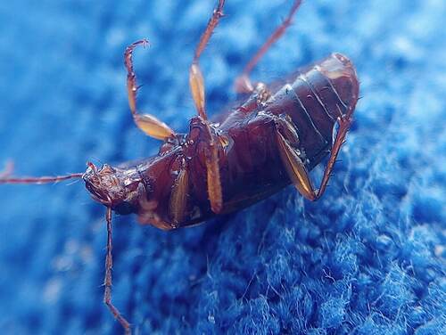Red-collared Harp Ground Beetle photo 4
