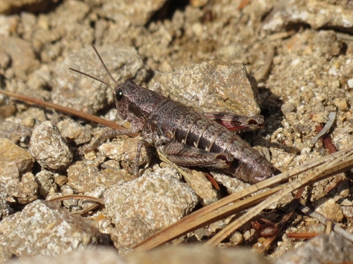 Buckellacris chilcotinae (Hebard, 1922)