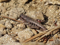 Buckellacris chilcotinae