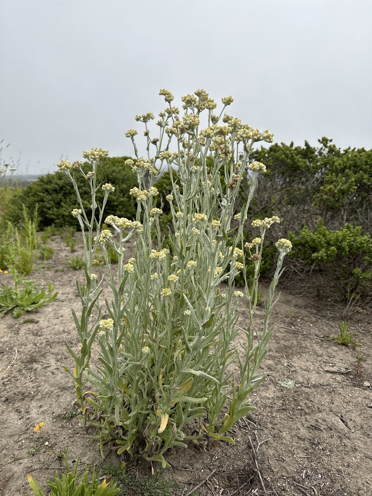 Pseudognaphalium stramineum