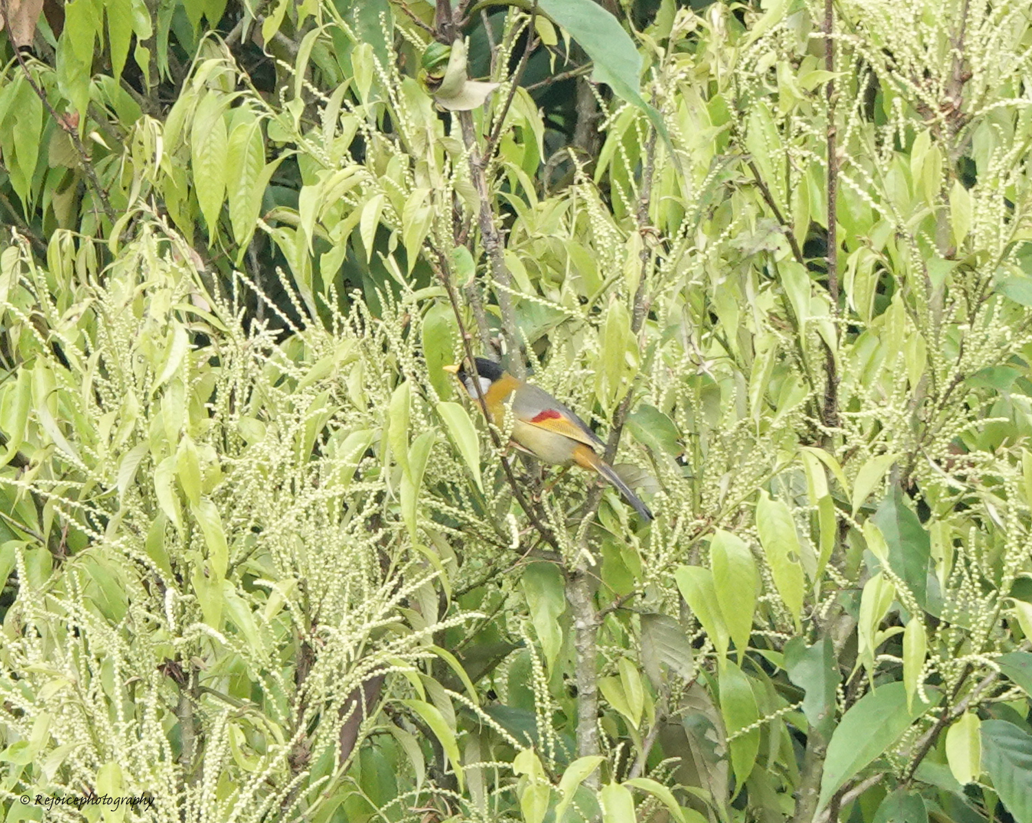Silver-eared Mesia (Leiothrix argentauris)