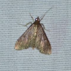 Steniodes declivalis