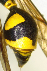 Eumenes papillarius
