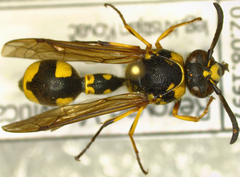 Eumenes papillarius