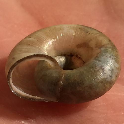 Beaded Lancetooth Snail