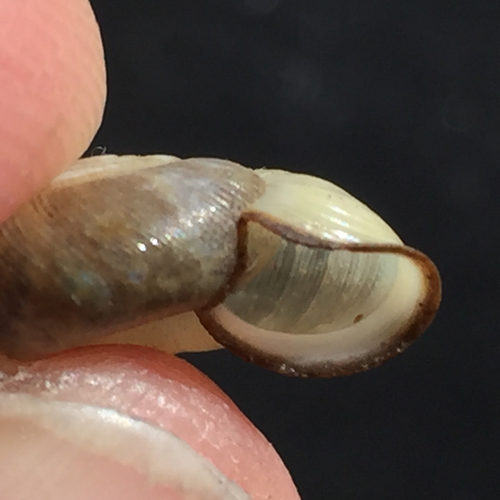 Beaded Lancetooth Snail