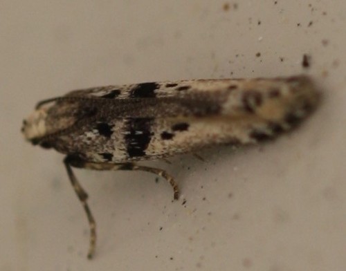 Aristotelia paradesma