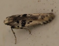 Aristotelia paradesma