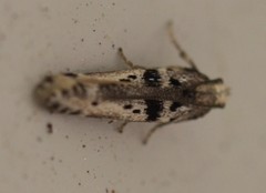 Aristotelia paradesma