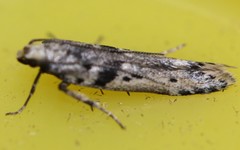 Aristotelia paradesma