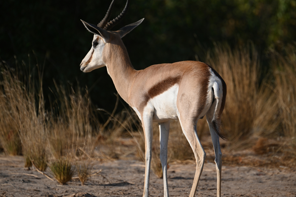 Springbok Is Setwana Springbok from Chobe, Botswana on June 22, 2023 at 01:25 AM by Russ ...