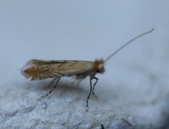 Phyllonorycter messaniella