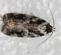 Barea confusella