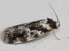 Barea confusella