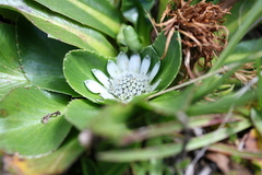 Eryngium humile