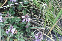 Stachys elliptica
