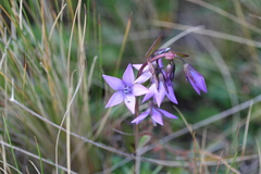Gentianella rapunculoides